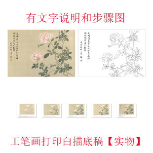 【有步骤】国画工笔画打印白描底稿恽寿平没骨花鸟图案初学者临摹