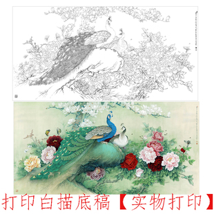 工笔画打印白描底稿李晓明横幅牡丹孔雀初学者临摹过稿练习上色