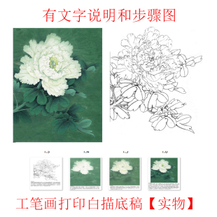 有步骤工笔画打印白描底稿斗方小品牡丹初学者临摹勾线练习上色