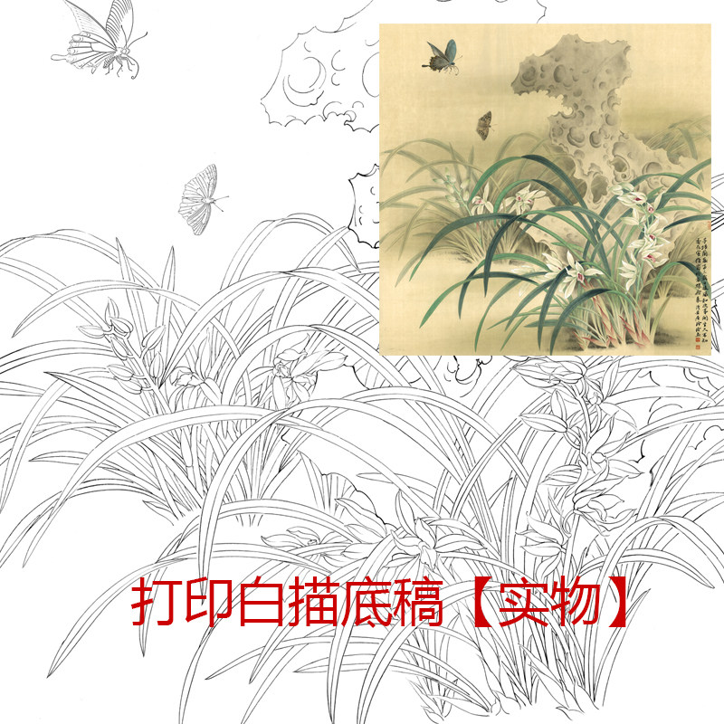 工笔画打印白描底稿郑玲玲斗方兰花初学者临摹勾线练习过稿上色