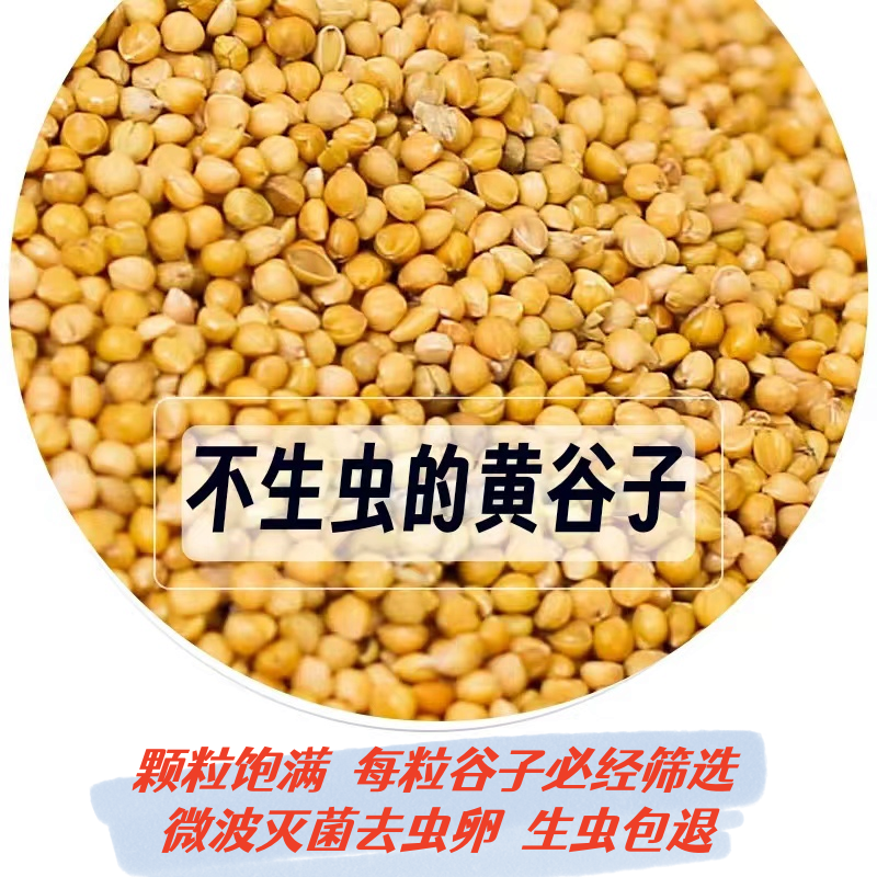 三只小鸟带壳谷子微波灭菌除虫卵