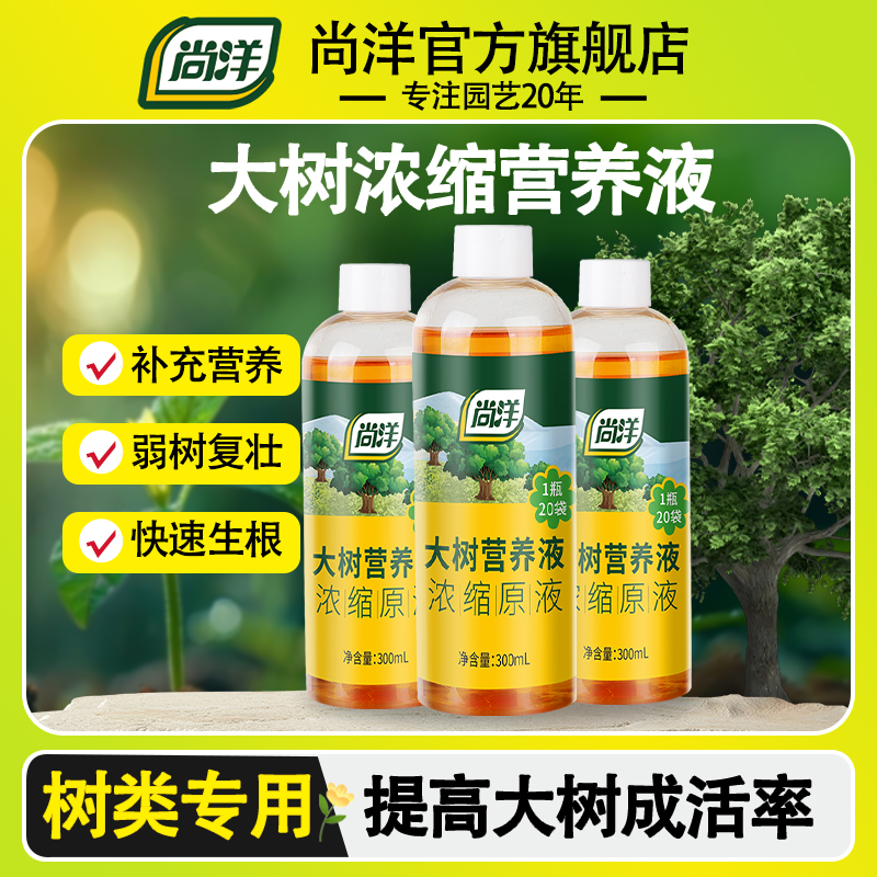 大树吊针原液移栽促芽