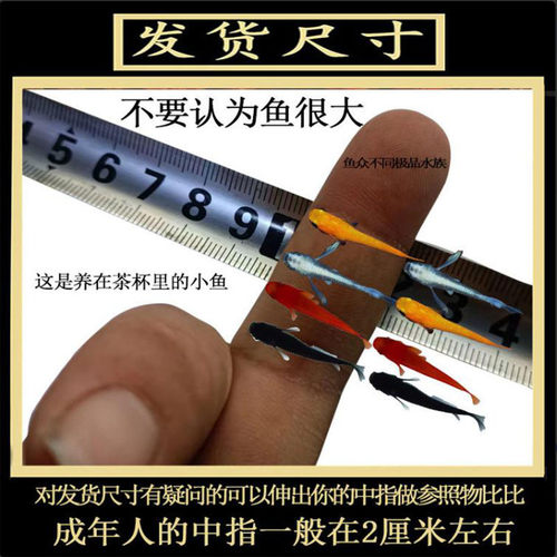 富贵有鱼青鳉鱼淡水冷水观背青鳉