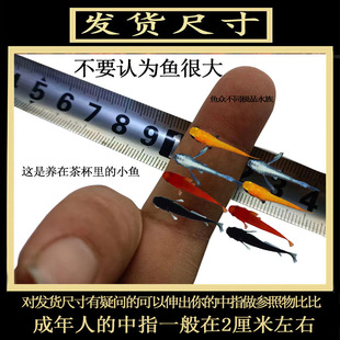 观背青鳉苗耐活青锵鱼可孵化卵不打氧淡水冷水红白青锵鱼原生迷你