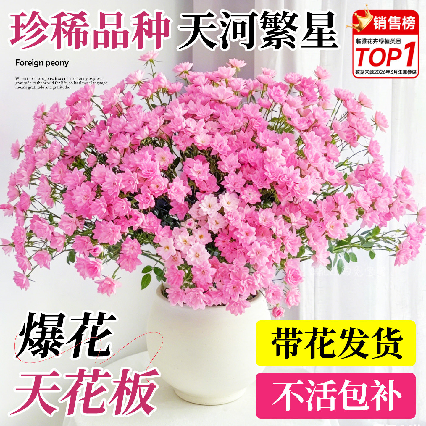 天荷繁星月季花苗微型灌木多头四季盆栽大花浓香天河开花玫瑰阳台