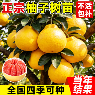 柚子树苗果树果苗广西大沙田柚红心蜜柚庭院南方北方四季种植好养