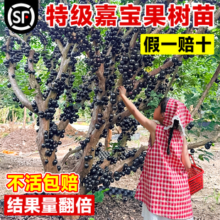 嘉宝果苗树果苗树葡萄正宗沙巴艾斯卡果树南北方四季庭院种植盆栽