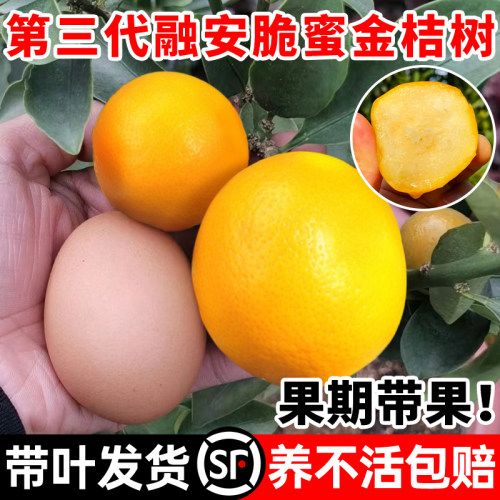融安脆蜜金桔树树苗四季