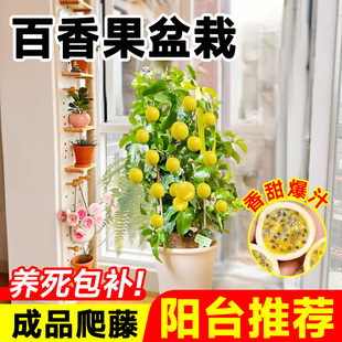 钦蜜9号百香果盆栽广西钦蜜九号百香果树果苗特大号阳台盆栽果树