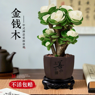 好养客厅招财盆景 金钱木盆栽老桩多肉办公室内桌面花卉绿植物四季