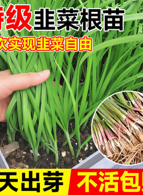 韭菜根苗四季紫根宽叶带土现挖室内阳台大叶红根蔬菜苗种子好养活