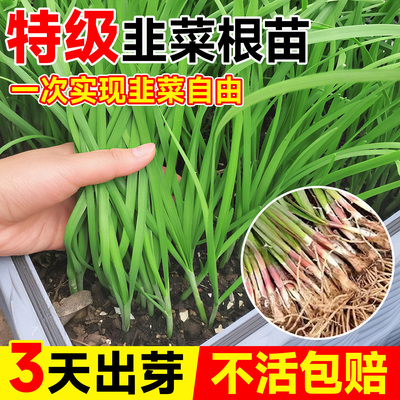 【特级宽叶韭菜苗】紫根不活包赔