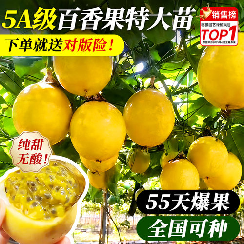 百香果树果苗当年结果特大号嫁接苗南方种植北方耐寒四季不断结果 - 封面