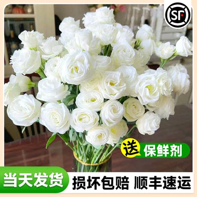 洋桔梗鲜花云南直发顺丰次日达