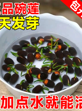 碗莲水培植物室内花好养开花卉真正的碗莲种子籽四季荷花睡莲盆栽