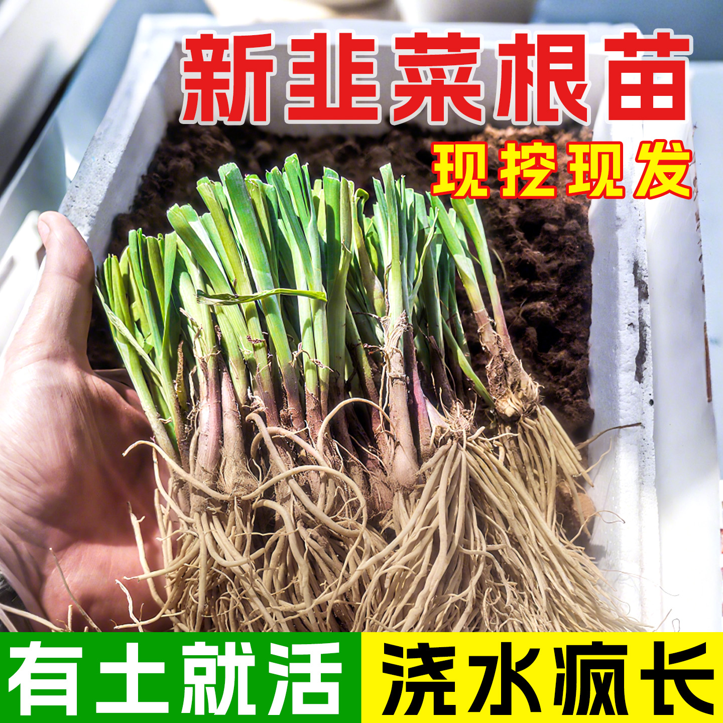 【头茬韭菜根】带土现挖现发批发
