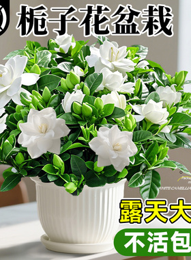 栀子花盆栽四季树苗开花卉带花苞浓香型大叶独杆枝枝花水培绿植物