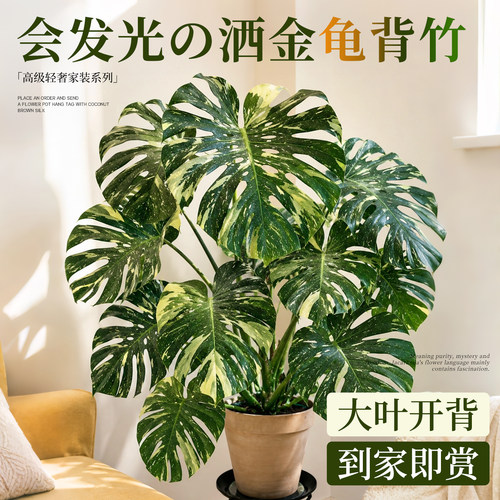 【金绿相间】洒金龟背竹