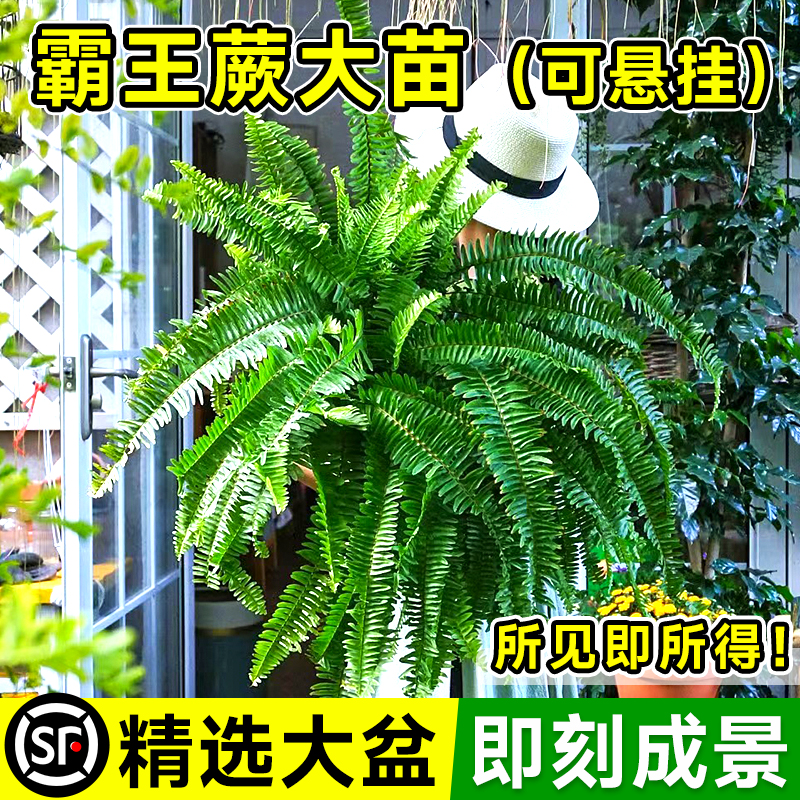 超大冠幅霸王蕨植物盆栽四季常青
