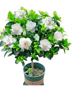 带花发货独杆棒棒糖栀子花苗盆栽