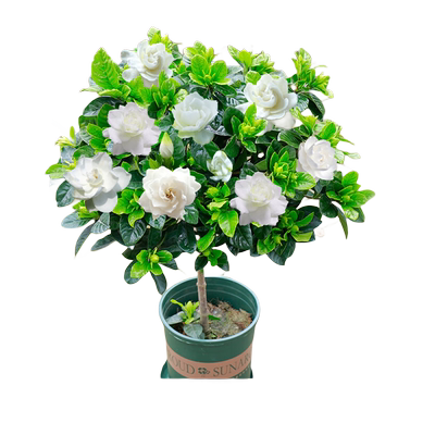 带花发货独杆棒棒糖栀子花苗盆栽