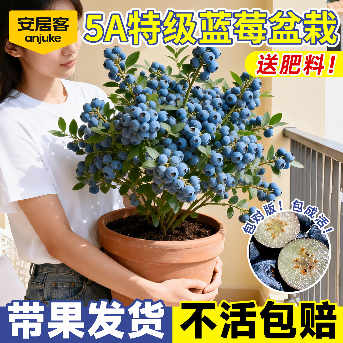 安居客蓝莓树果苗盆栽带果子特大号花香蓝梅l25南北方四季果树苗,鲜花速递/花卉仿真/绿植园艺,果树,淘宝优惠券,粉丝福利购,淘宝优惠卷