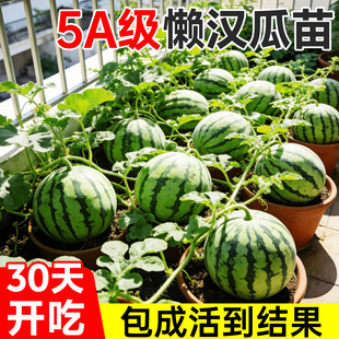 懒汉西瓜苗秧8424甜王麒麟无籽西瓜苗种子当季高产盆栽瓜果蔬菜苗