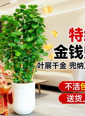 金钱兜福禄桐盆栽大型绿植客厅高级感金钱树发财树办公室内旺宅树