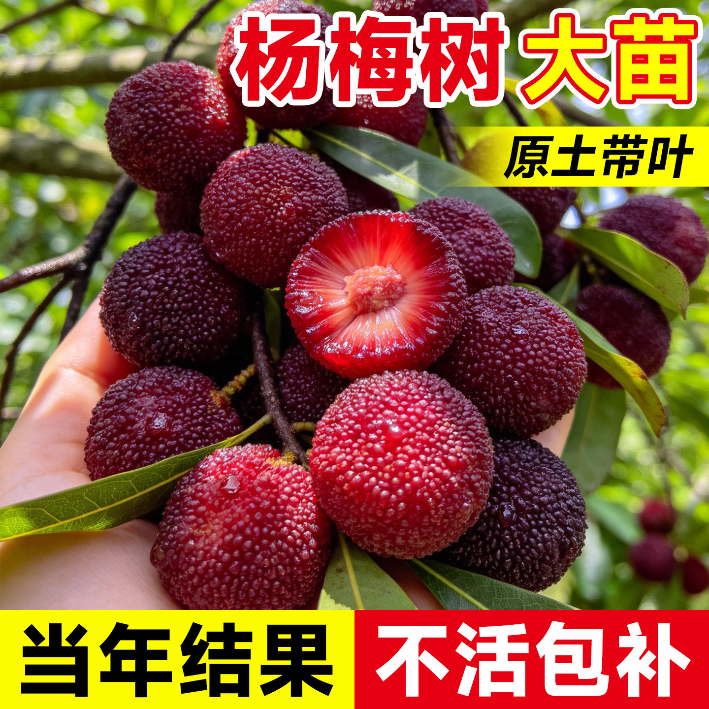 杨梅树苗仙居东魁嫁接苗盆栽果树果苗室外耐寒南北方种植四季结果