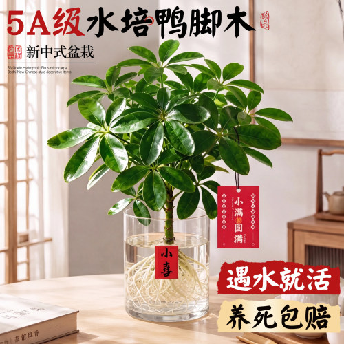 鸭脚木水培绿植遇水就活养死包赔