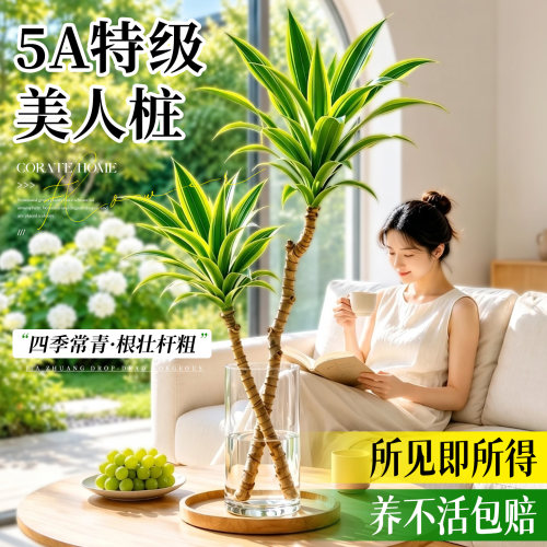 【5A特级】美人桩巴西铁水培绿植