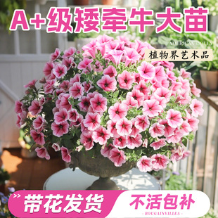 矮牵牛花苗盆栽带花苞阳台垂吊绿植重瓣牵牛花苗四季花卉开花植物