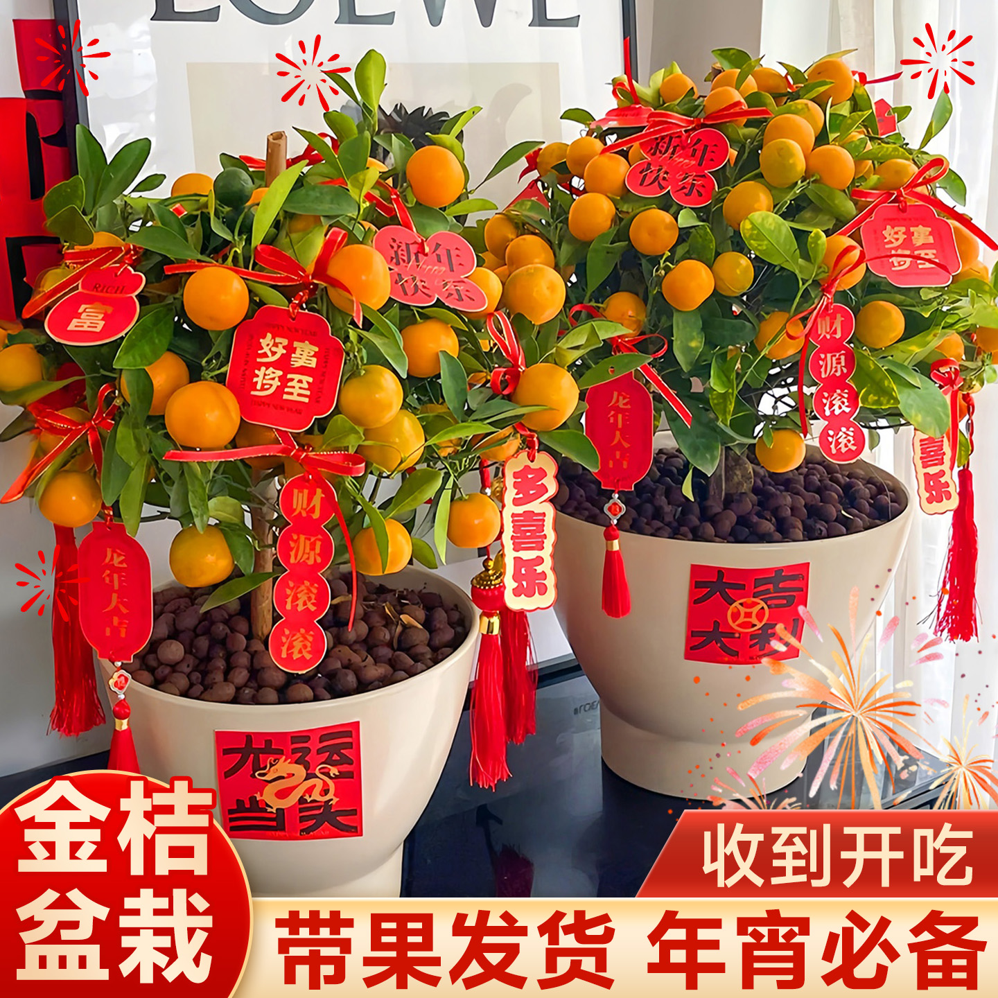 【带果发货收到开吃】金桔盆栽