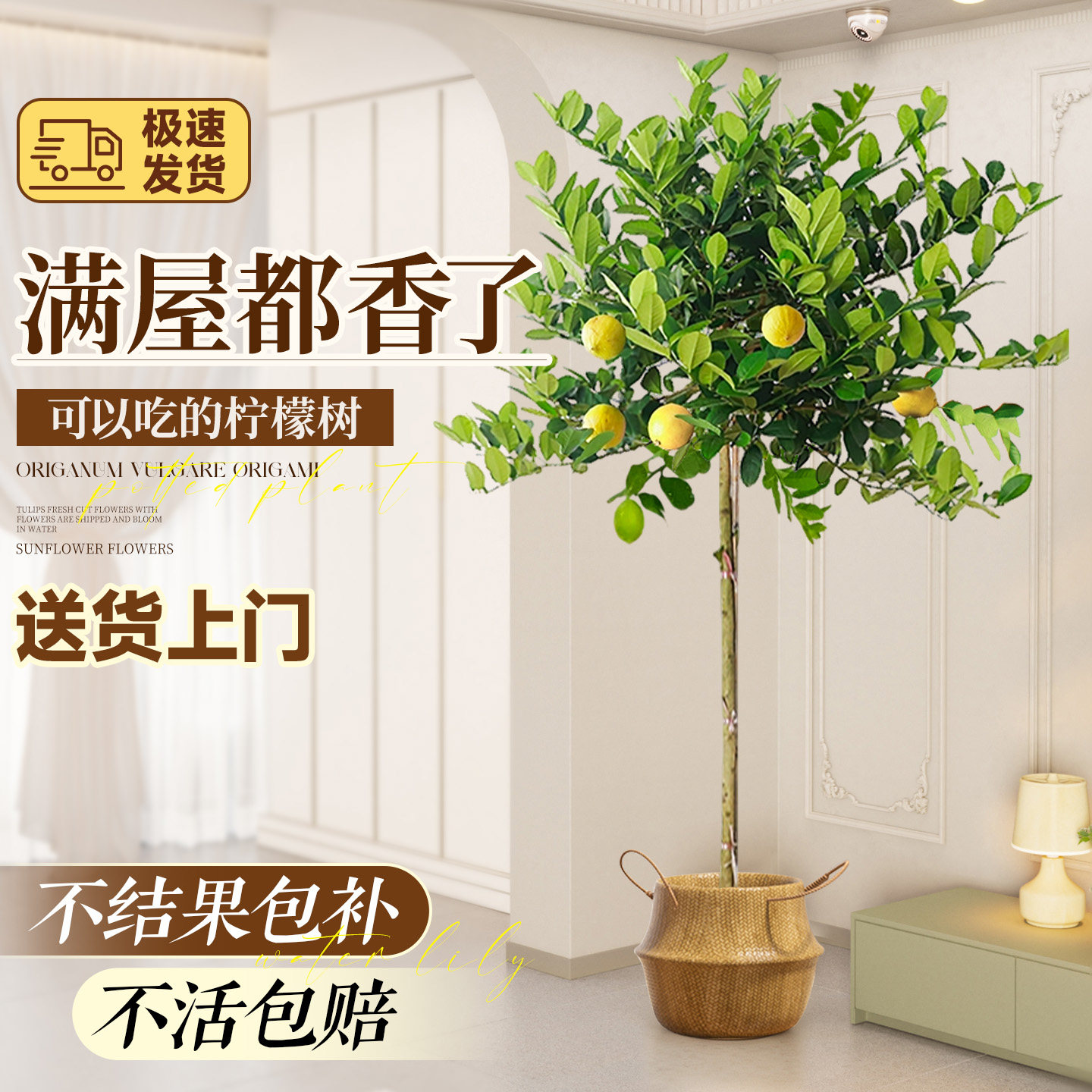 香水柠檬树老桩盆栽大型绿植带果可食用客厅阳台室内植物四季好养,鲜花速递/花卉仿真/绿植园艺,大型绿植/成品组合盆栽,淘宝优惠券,粉丝福利购,淘宝优惠卷