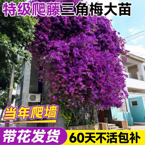 【5A爬藤三角梅】不爬藤养死包补