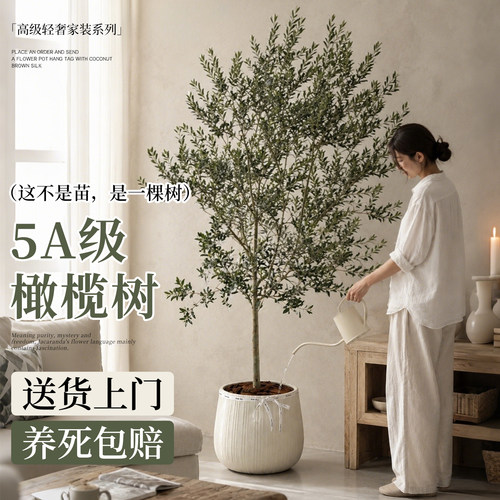 【精品】油橄榄树大盆栽室内绿植