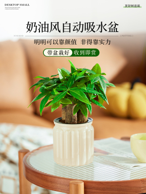 发财树小盆栽水培植物室内好养办公室桌面绿植招财树除吸甲醛禄植