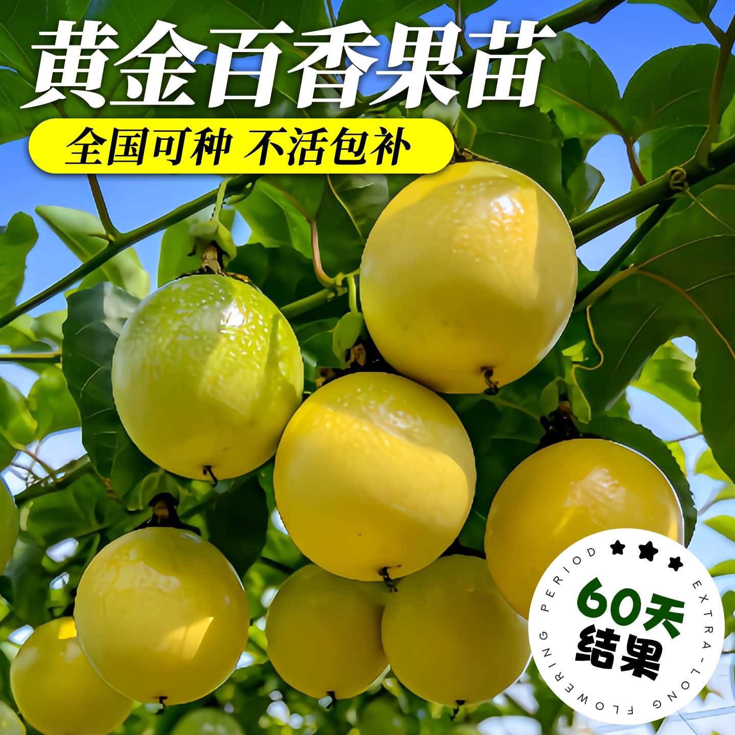 【60天结果】黄金百香果特大苗图片