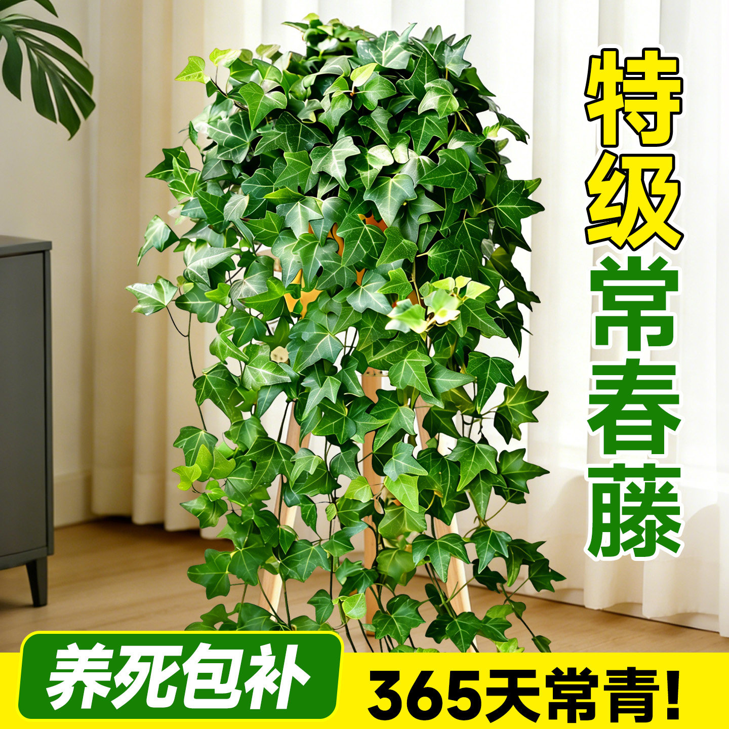 【不活包补】特级常春藤吊兰盆栽图片