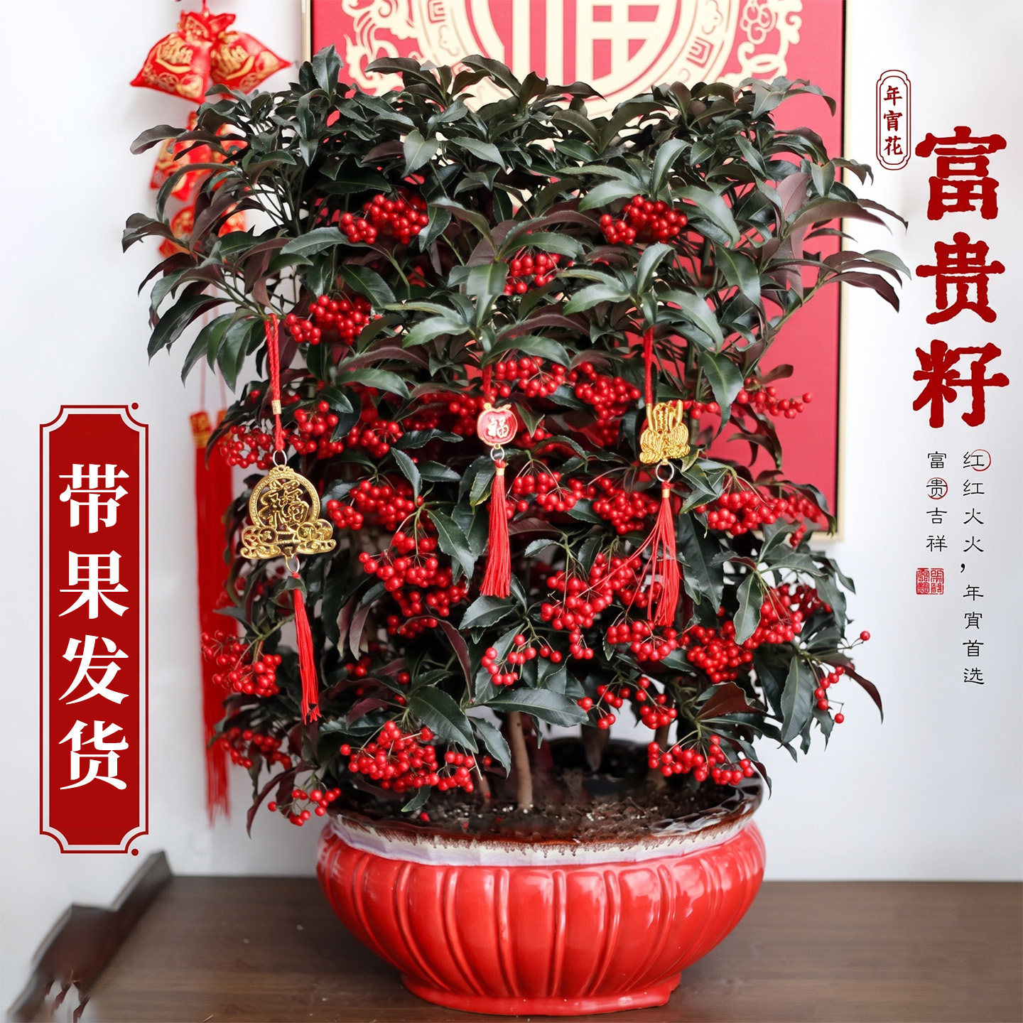 富贵籽盆栽带果富贵子金玉满堂黄金万两植物红果年宵花卉室内绿植
