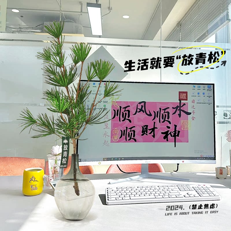 放青松水培植物办公室内桌面适合懒人养的花卉绿植四季好养除甲醛