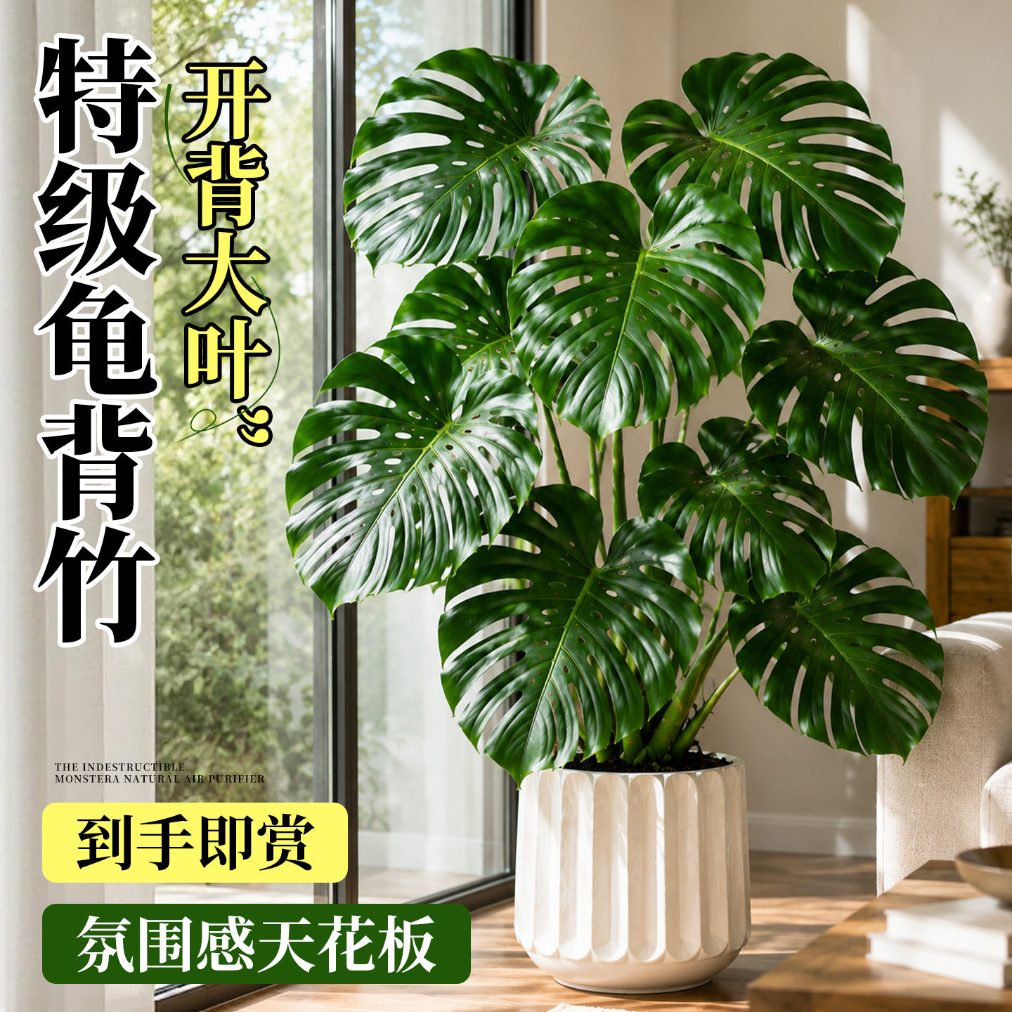 龟背竹盆栽老桩大叶室内耐阴好养图片