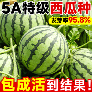 8424冰糖麒麟西瓜种籽南方无籽高产大西瓜四季西瓜苗秧甜瓜种苗子