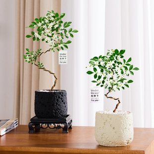 造型九里香盆栽办公室内桌面绿植装饰摆件高级感四季开花植物花卉