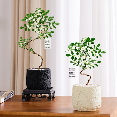 造型九里香桌面ins风颜值盆栽