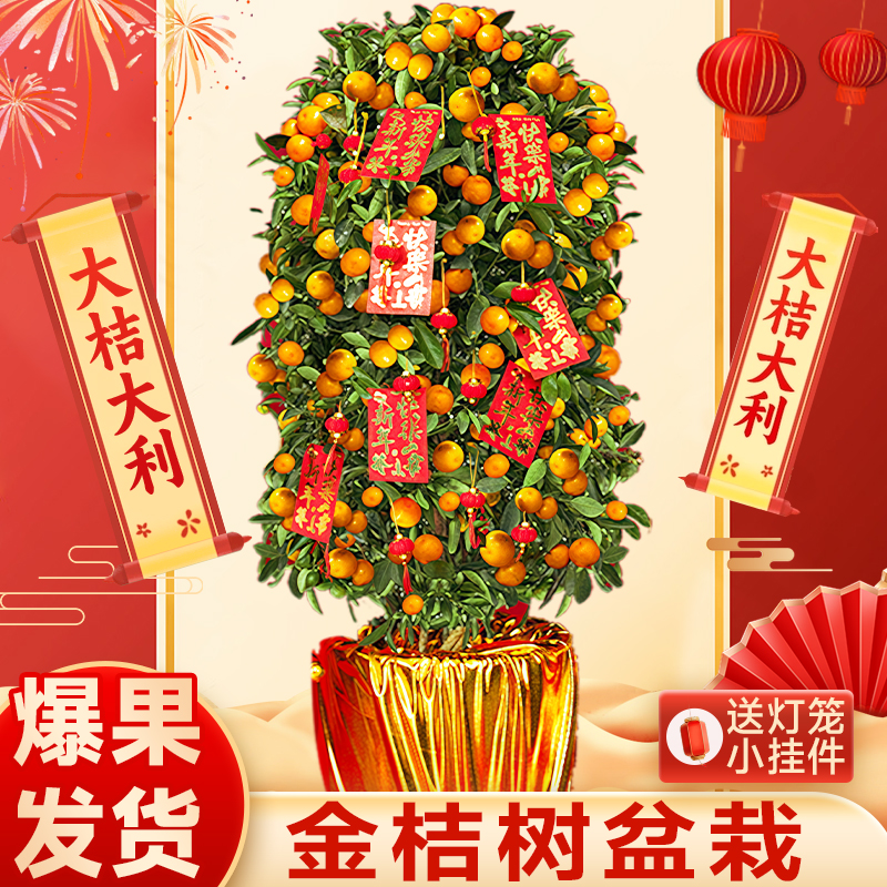 【爆果发货送货上门】年桔大盆栽