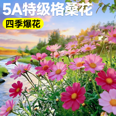 5A特级格桑花种子包发芽到开花