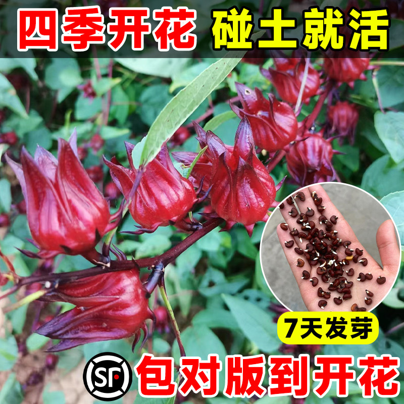 洛神花种子红桃k干花四季播种小雏菊花种籽太阳花种孑玫瑰茄花卉