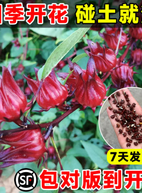 洛神花种子四季播种当年开花种籽
