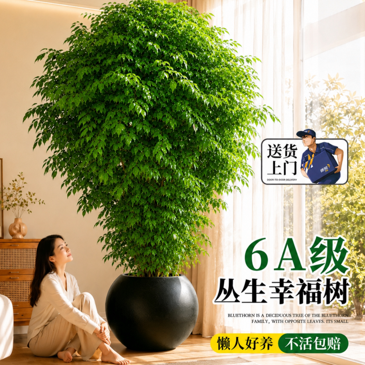 幸福树客厅大盆栽丛生老桩室内外大型绿植除甲醛净化空气四季常青